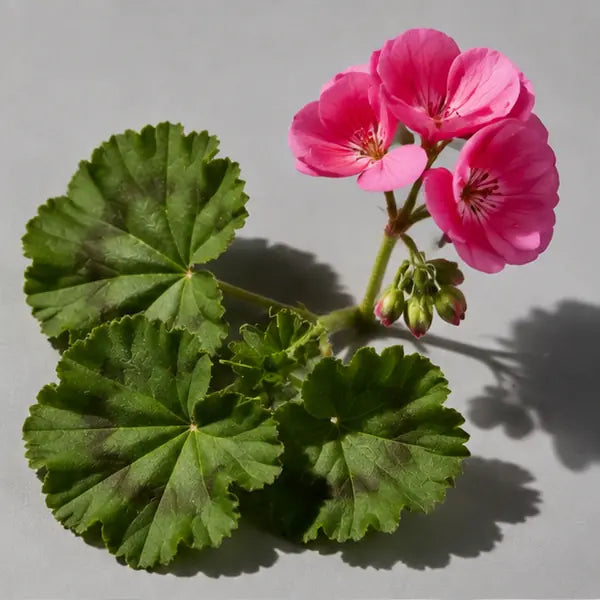 Geranium fragrance note
