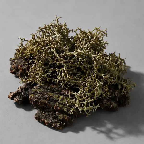Oakmoss fragrance note