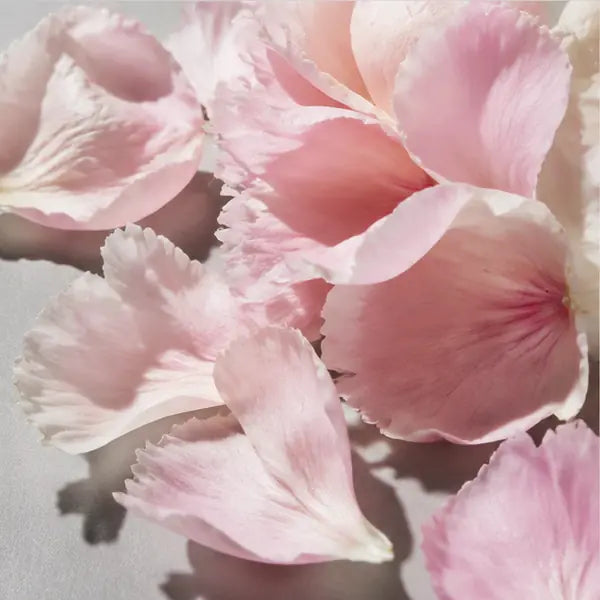 Peony fragrance note