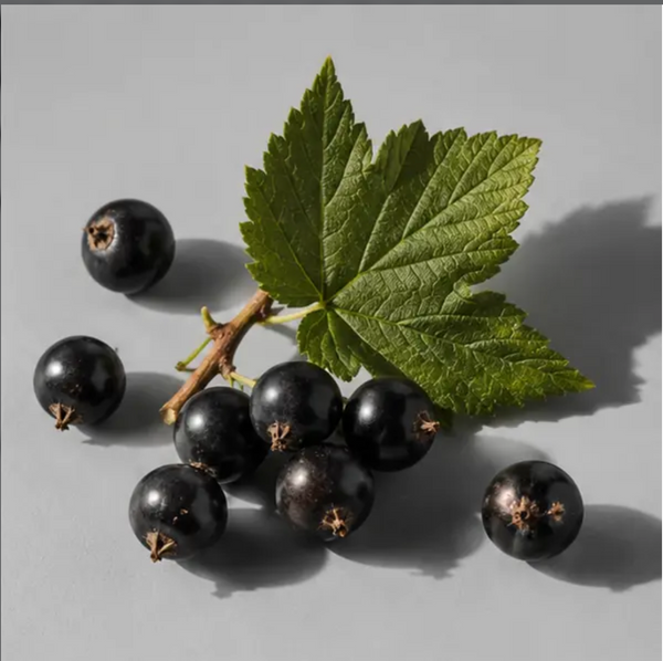 Cassis fragrance note