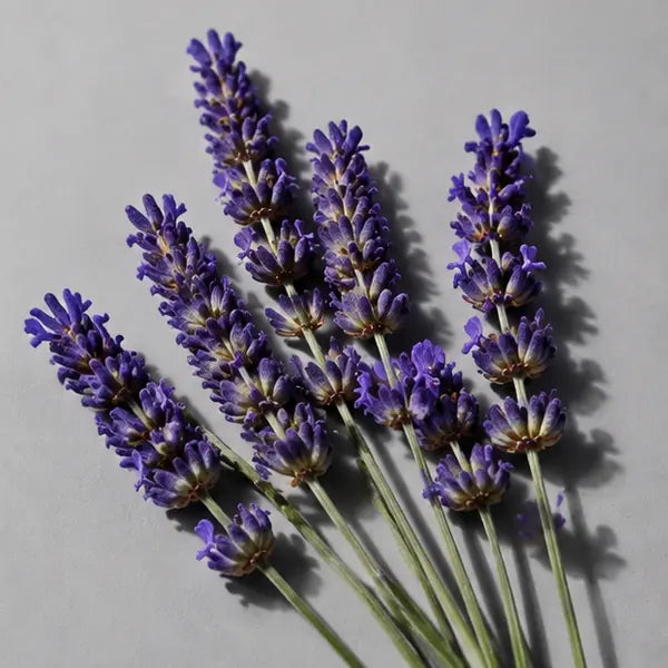 English Lavender fragrance note