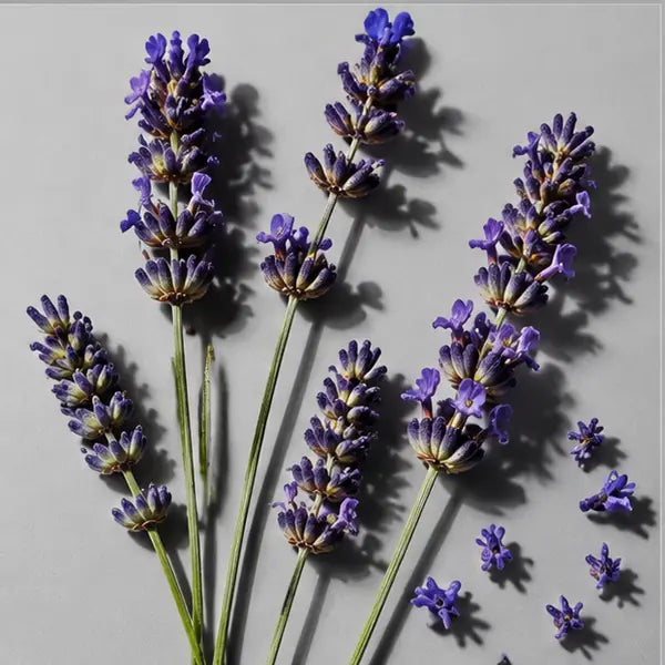Lavender fragrance note