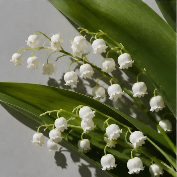 Lily of the Valley fragrance note