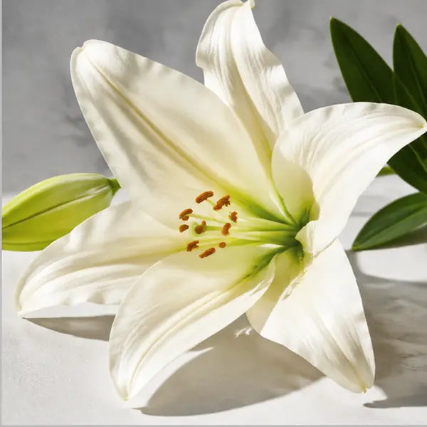 Lily fragrance note