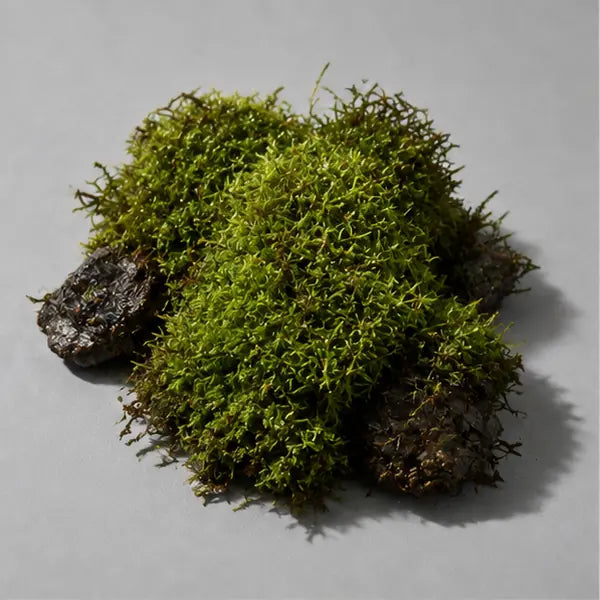 Moss fragrance note