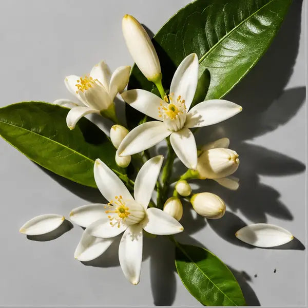 Neroli fragrance note