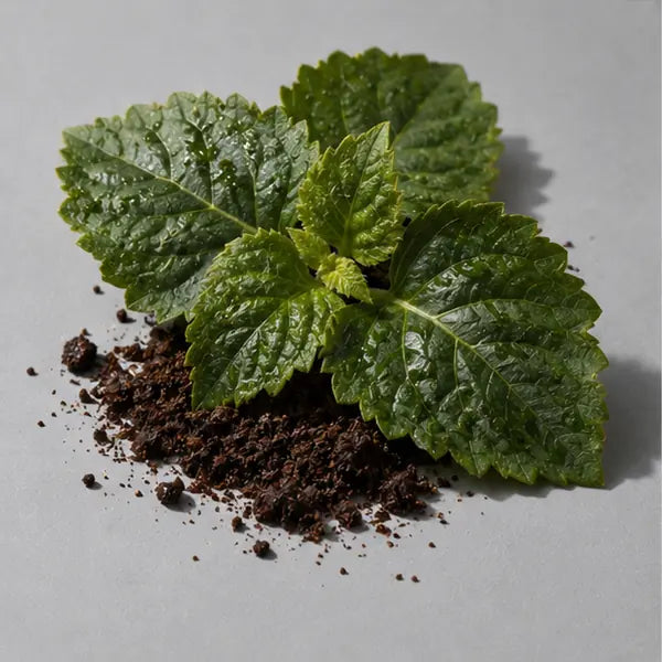Patchouli fragrance note