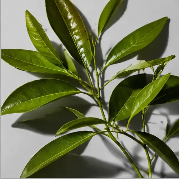 Petitgrain fragrance note