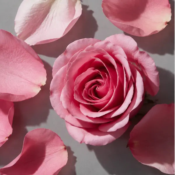 Rose fragrance note