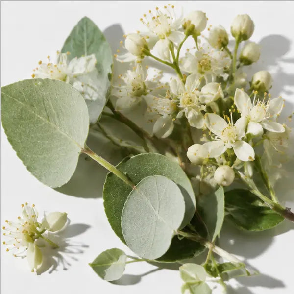 Silver Lime Blossom fragrance note